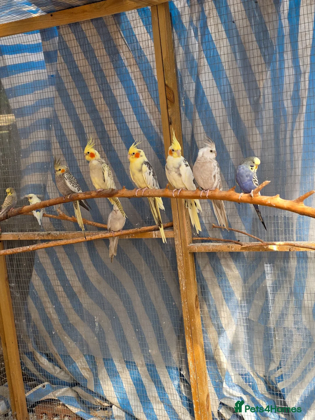 Cockatiels birds for sale: Beautiful Young Cockatiels Ready for Loving Homes - Advert 2