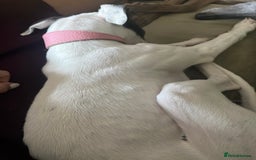 Whippet dogs for sale: Blue & White parti bitch puppy - Image 7