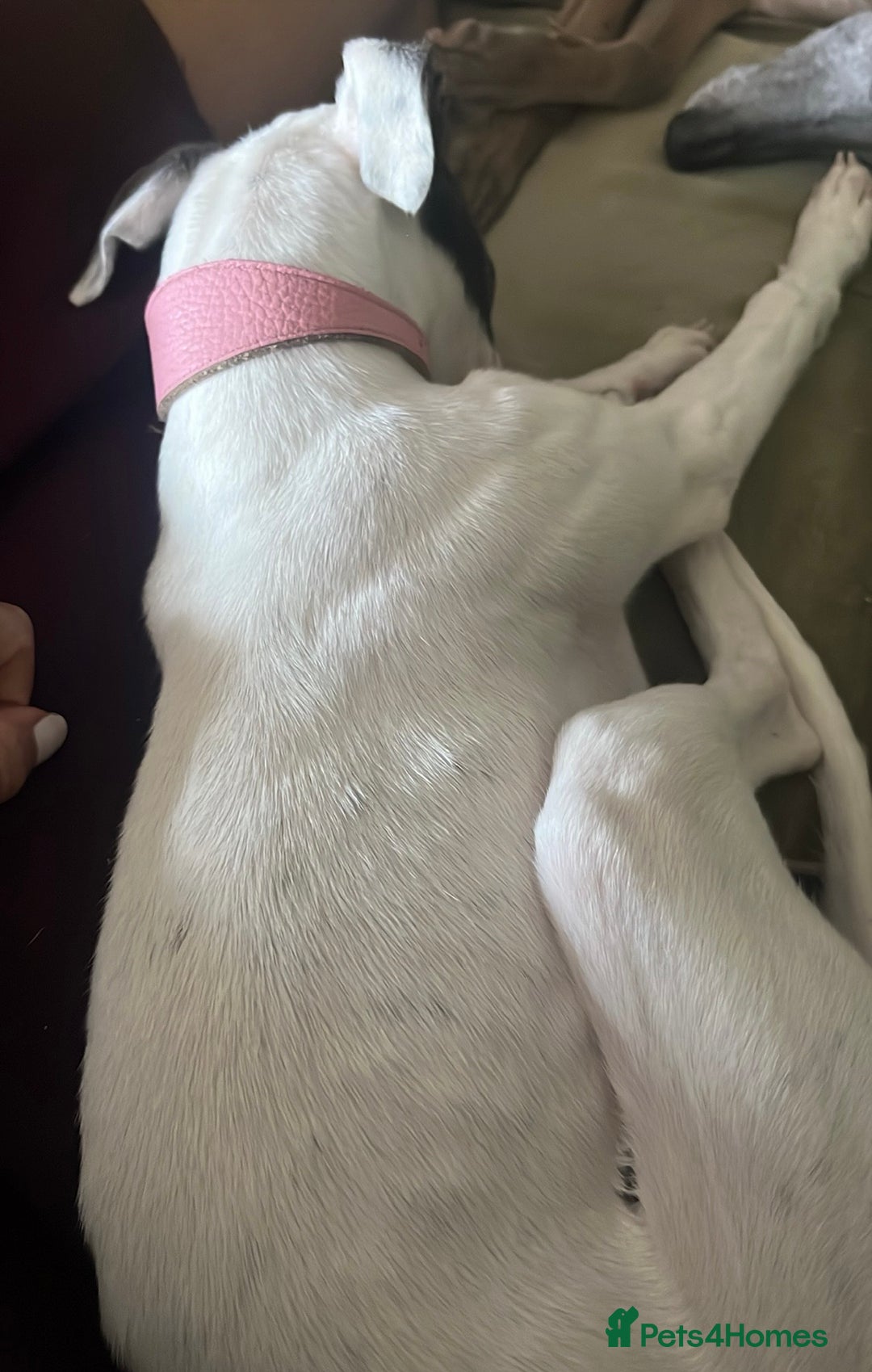 Whippet dogs for sale: Blue & White parti bitch puppy - Image 7