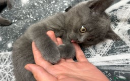 British Shorthair cats for sale: GCCF, CHAMPION BLOODLINE BRITISH SHORTHAIR KITTENS - Image 3