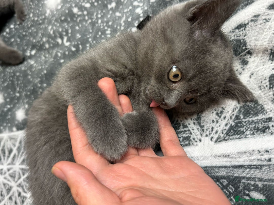 British Shorthair cats for sale: GCCF, CHAMPION BLOODLINE BRITISH SHORTHAIR KITTENS - Image 3