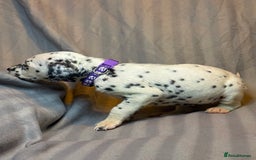 Dalmatian dogs for sale: Ready to Home Dalmatian Puppies  - Image 17