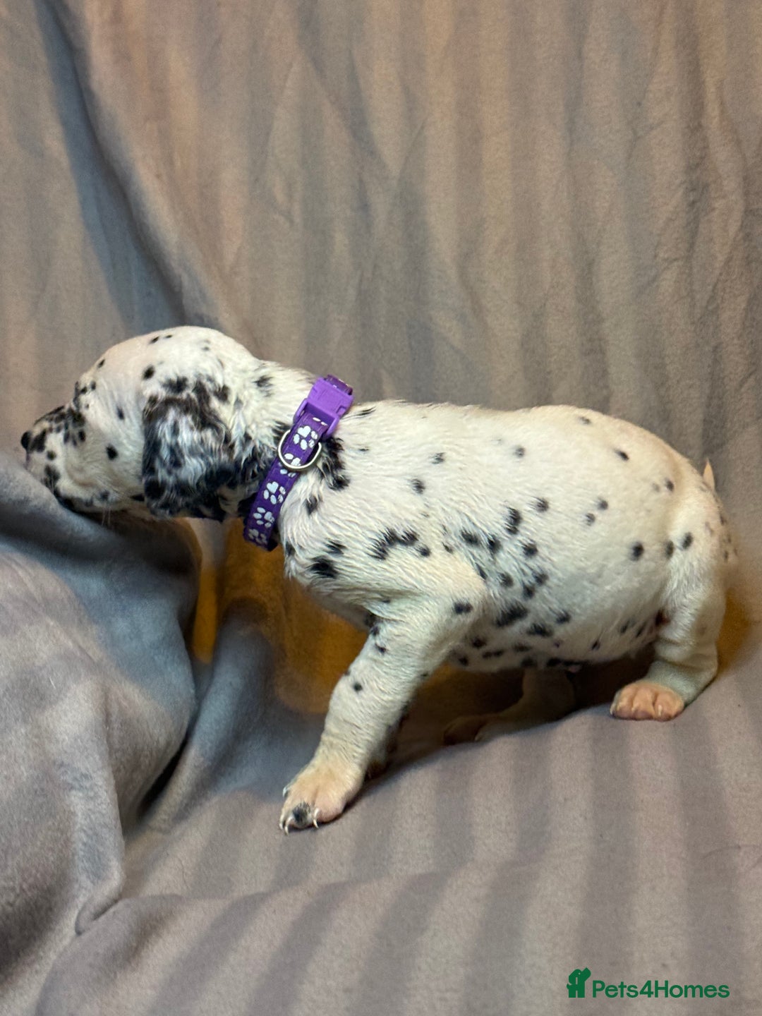 Dalmatian dogs for sale: Ready to Home Dalmatian Puppies  - Image 17