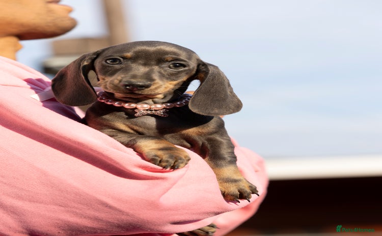Miniature Dachshund dogs - Advert 8