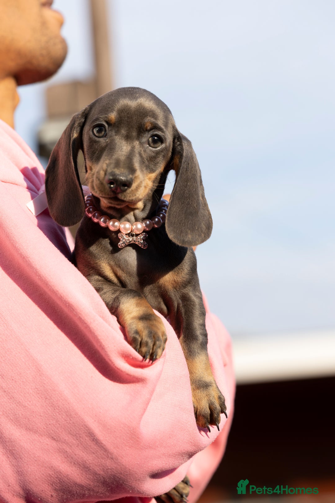 Miniature Dachshund dogs for sale: Blue and tan miniature dachshund  - Advert 1