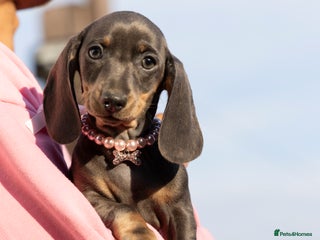 Miniature Dachshund dogs - Advert 35