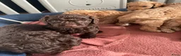 Cockapoo dogs for sale: f1b miniature dna health tested cockerpoos  - Advert 19