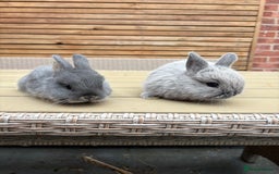 Netherland Dwarf rabbits for sale: 2 Netherland Dwarf Bucks ready to leave 11/08 - Image 1