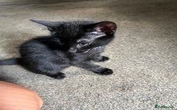 Russian Blue cats for sale: Mixed Russian blue  - Image 3