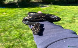 Boa Snake reptiles for sale: Boa img arab  - Image 1
