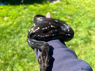 Boa Snake reptiles - Advert 10