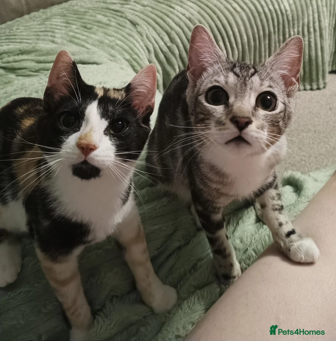 Mixed Breed cats for sale: 2x 7 month old kittens - Advert 4