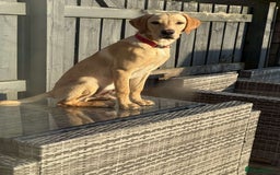 Labrador Retriever dogs for sale: FOR SALE - Image 4