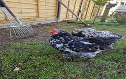 Chickens poultry for sale: Cockerel for rehoming - Image 5