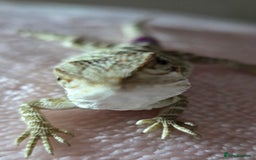 Bearded Dragon reptiles for sale: 6 Baby Bearded Dragons - Advert 13