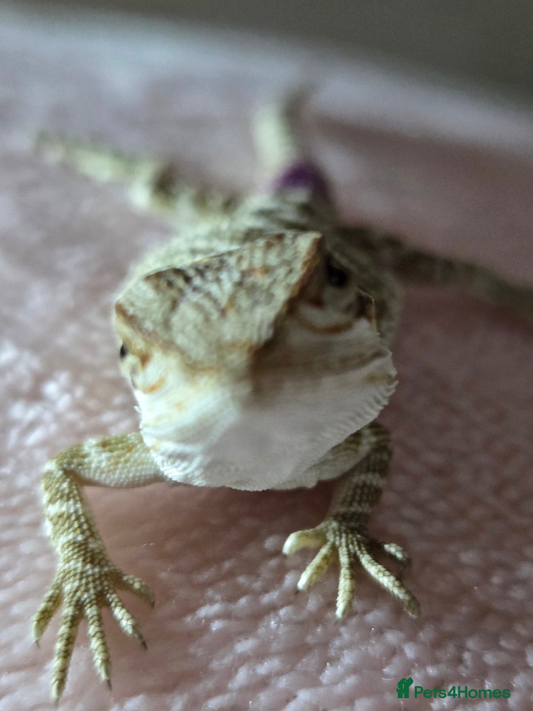 Bearded Dragon reptiles for sale: 6 Baby Bearded Dragons - Advert 13