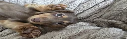 Miniature Dachshund dogs for sale: Beautiful Girls needing a forever home. - Advert 6
