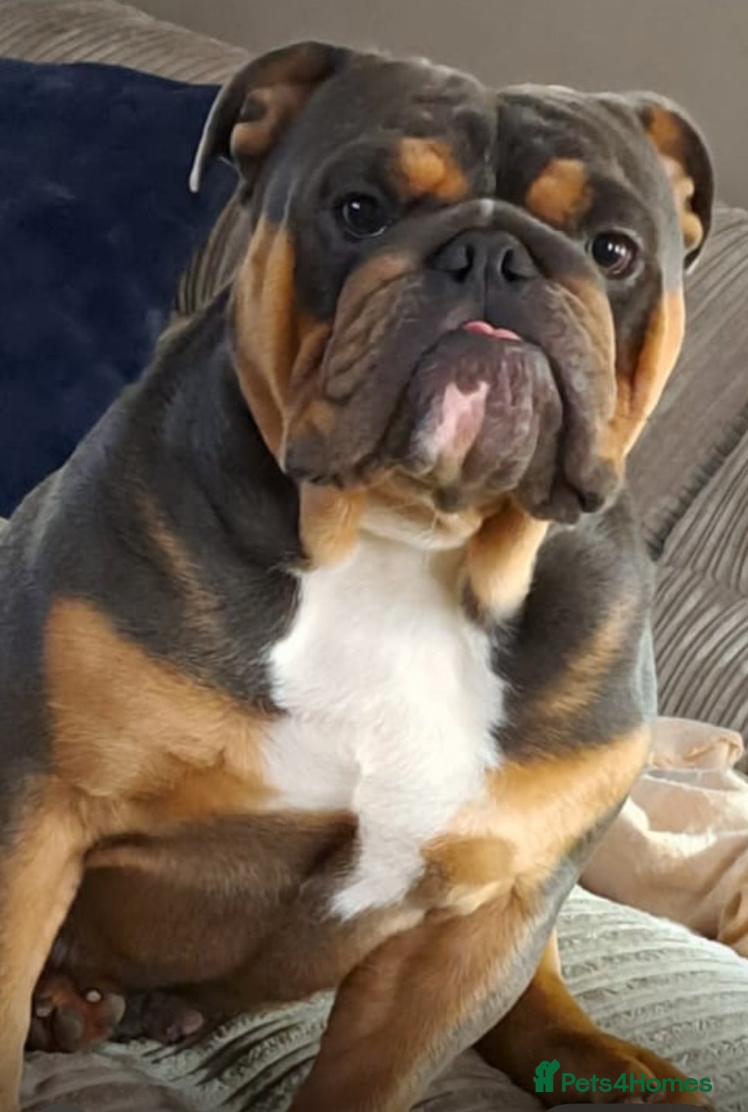 English Bulldog dogs for stud: Stunning English Bulldog for STUD ONLY  - Advert 3
