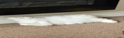 English Lop rabbits for sale: White long haired rabbit - Advert 3