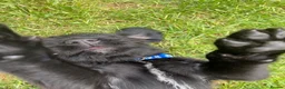 Labradoodle dogs for sale: Labrador x poodle Puppy looking for home!  - Advert 25
