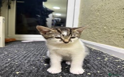 Mixed Breed cats for sale: Beautiful kittens for sale - Image 5