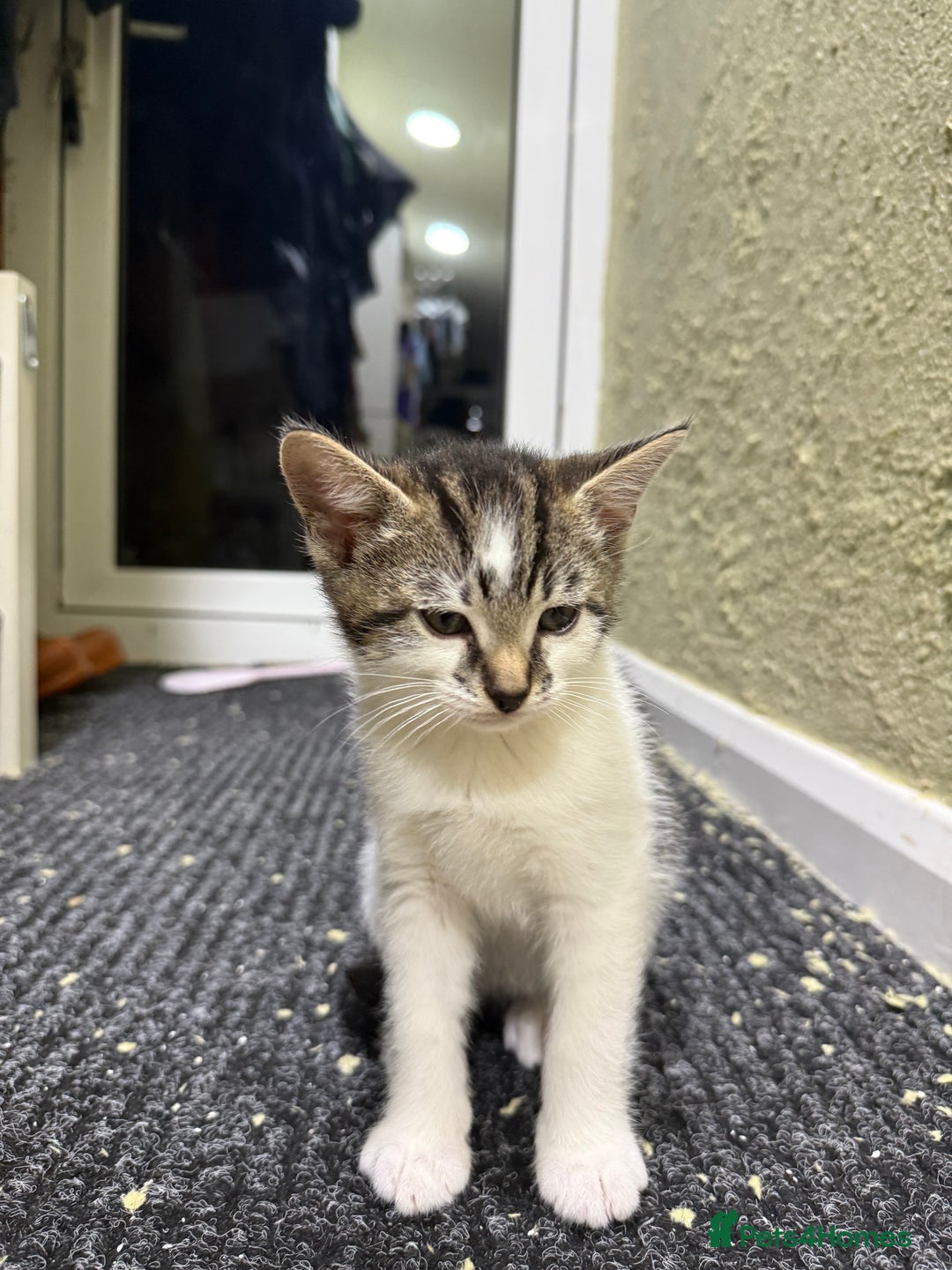 Mixed Breed cats for sale: Beautiful kittens for sale - Image 5