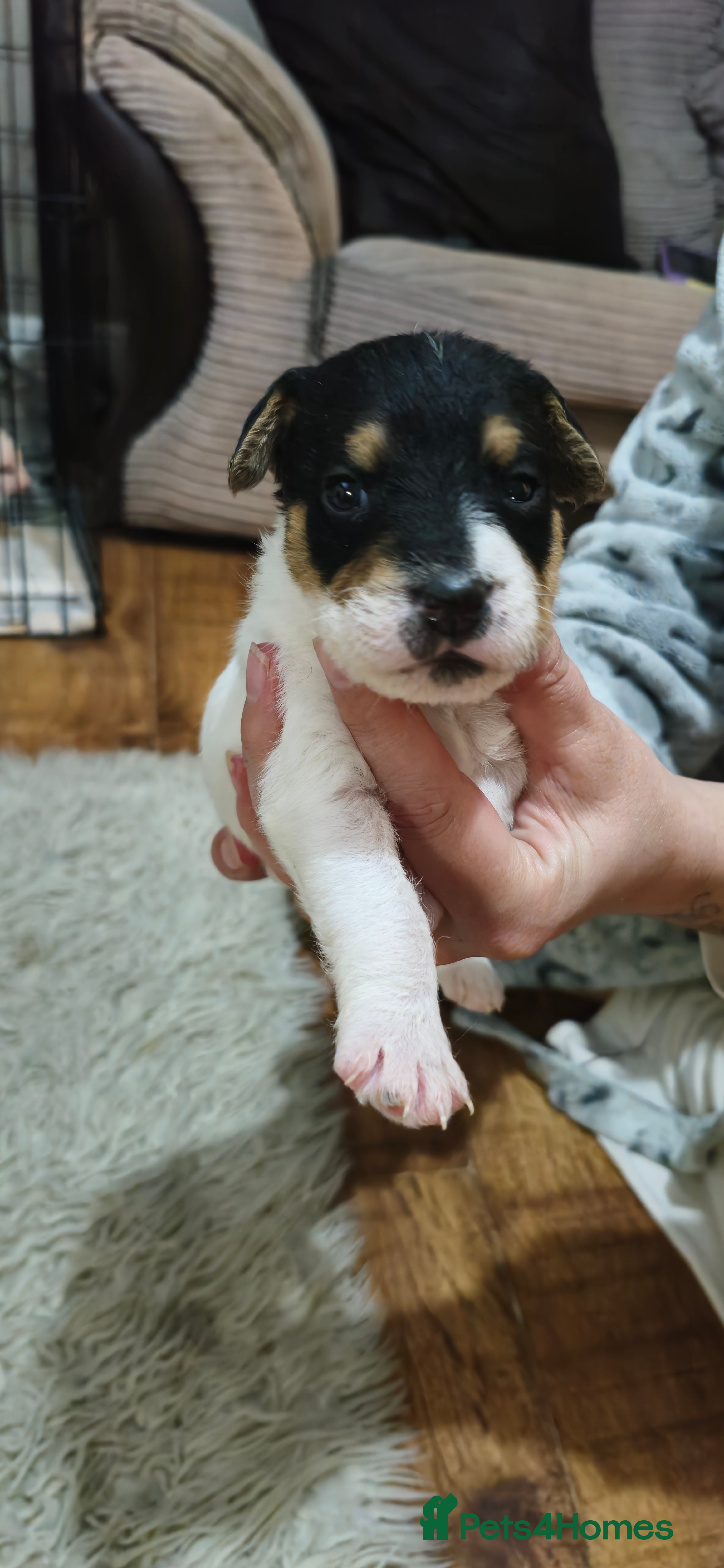 Parson Russell dogs Parson russell  - Advert 7