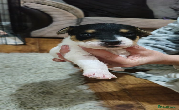 Parson Russell dogs Parson russell  - Advert 1