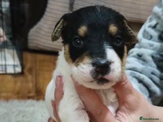 Parson Russell dogs Parson russell - Advert 1