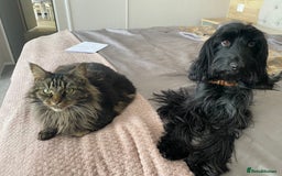 Cockapoo dogs for sale: A Lovable Female Cockapoo 2.5 yrs - Image 2