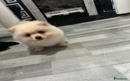 Pomeranian dogs for sale: POMERANIAN BOY  - Advert 3