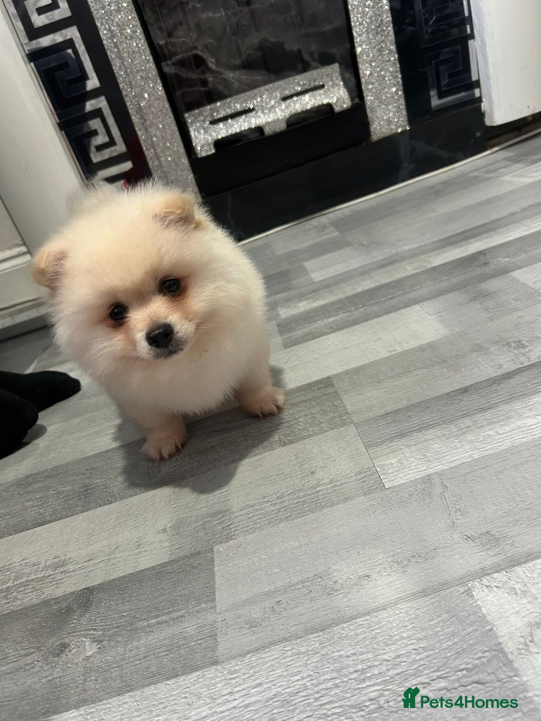 Pomeranian dogs for sale: POMERANIAN BOY  - Advert 3