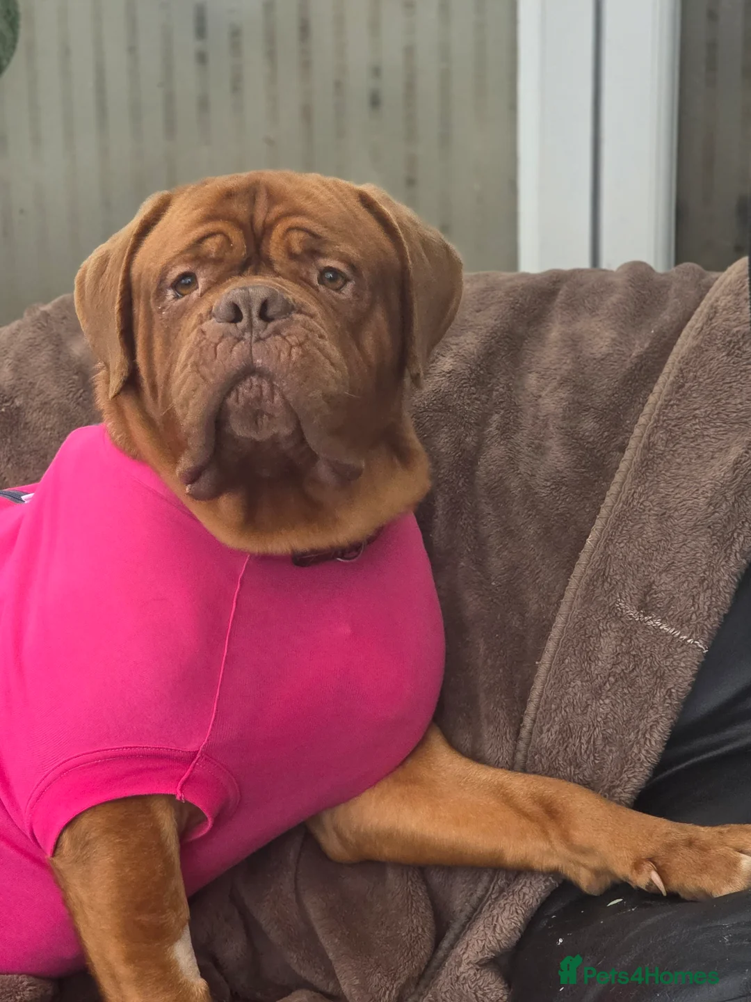 Dogue De Bordeaux dogs for sale: 3 year old female dogue de bordeaux  - Advert 3