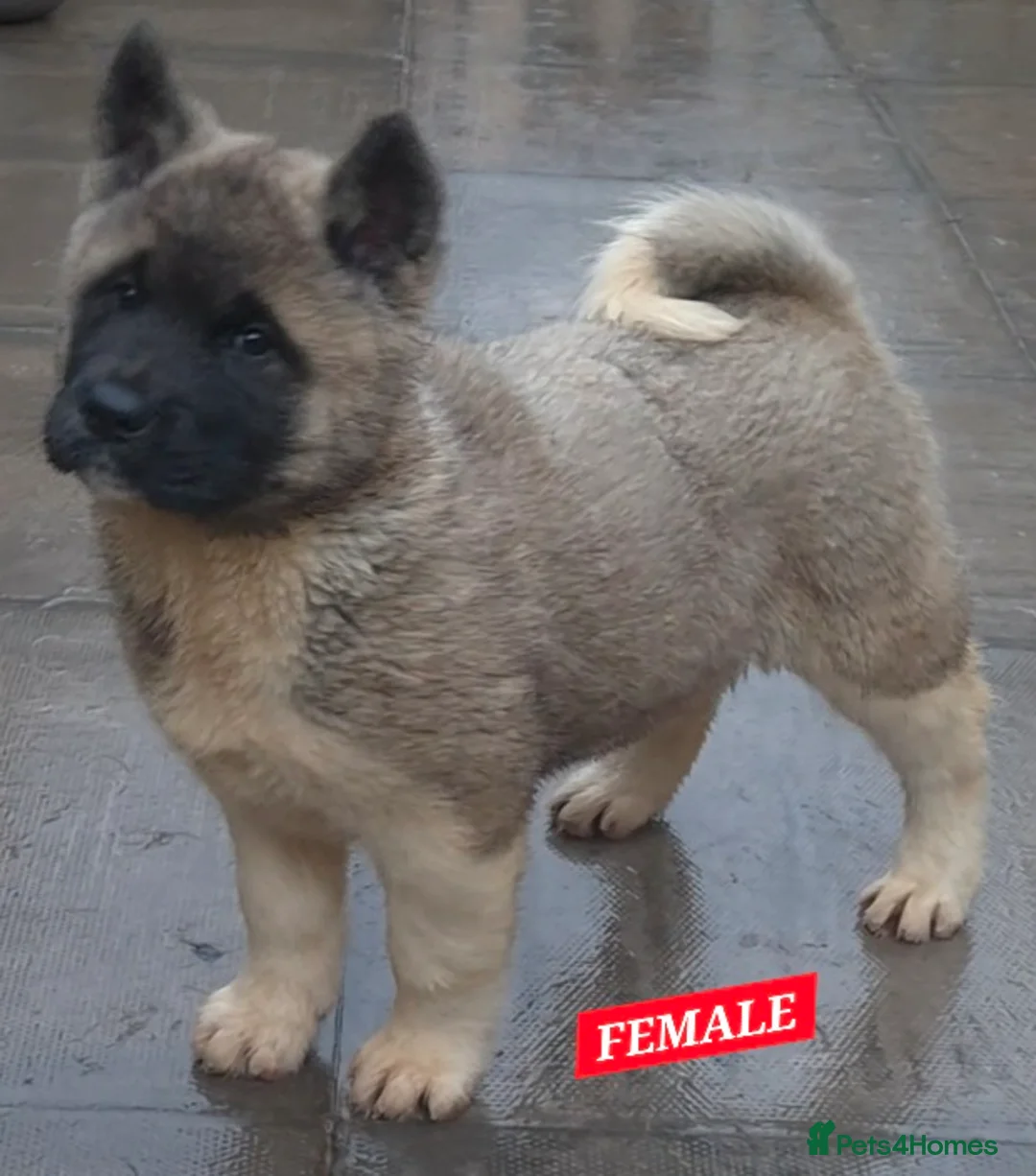 Akita dogs for sale: AMERICAN AKITA FEMALES BLACK MASK BEARS - Advert 13