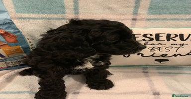 Cockapoo dogs - Advert 7