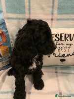 Cockapoo dogs - Advert 2