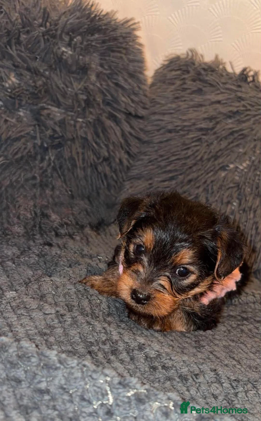 Yorkshire Terrier dogs for sale: She’s ready to leave now for her new loving home  in Bolton - Advert 2