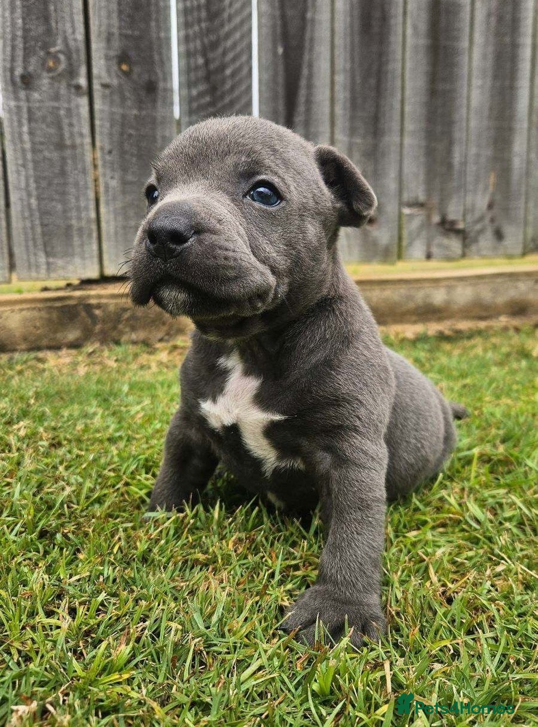Staffordshire Bull Terrier dogs for sale: Amazing top quality blue staffordshire super activ - Advert 4