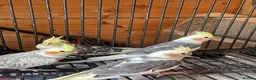 Cockatiels birds for sale: Cockatiel babies  - Advert 5