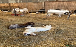 Cocker Spaniel dogs for sale: Beautiful cocker puppies - Image 15