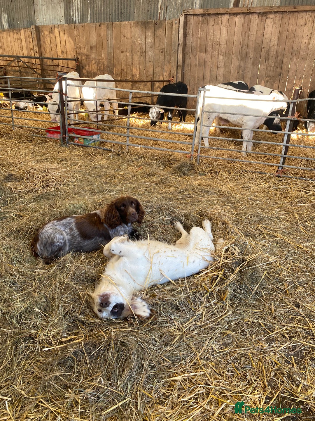 Cocker Spaniel dogs for sale: Beautiful cocker puppies - Image 15