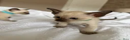 Siamese cats for sale: READY NOW 🐱 - Advert 18