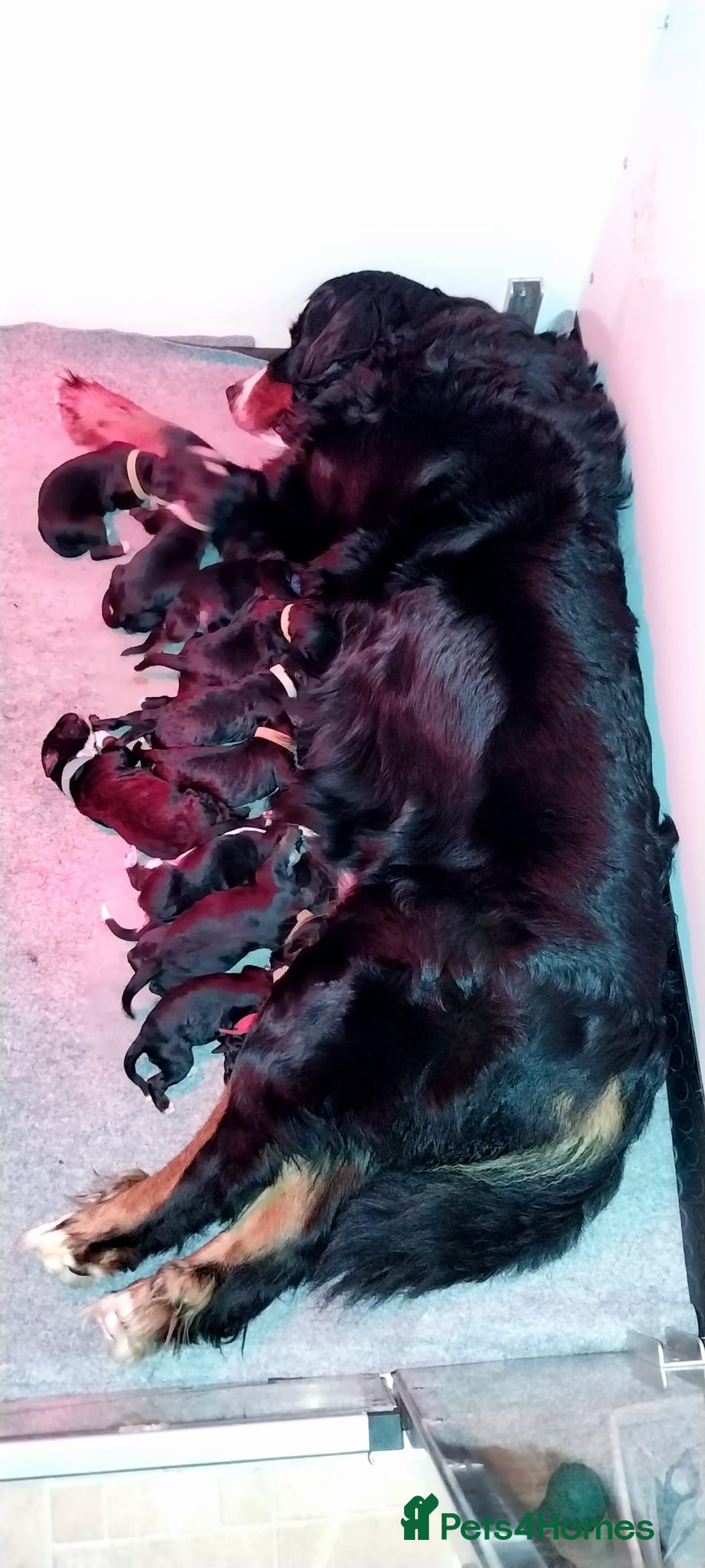 Bernedoodle dogs for sale: Bernedoodle Puppies  - Advert 3