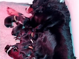 Bernedoodle dogs Bernedoodle Puppies - Advert 1