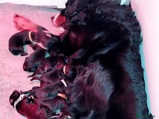 Bernedoodle dogs Bernedoodle Puppies - Advert 7