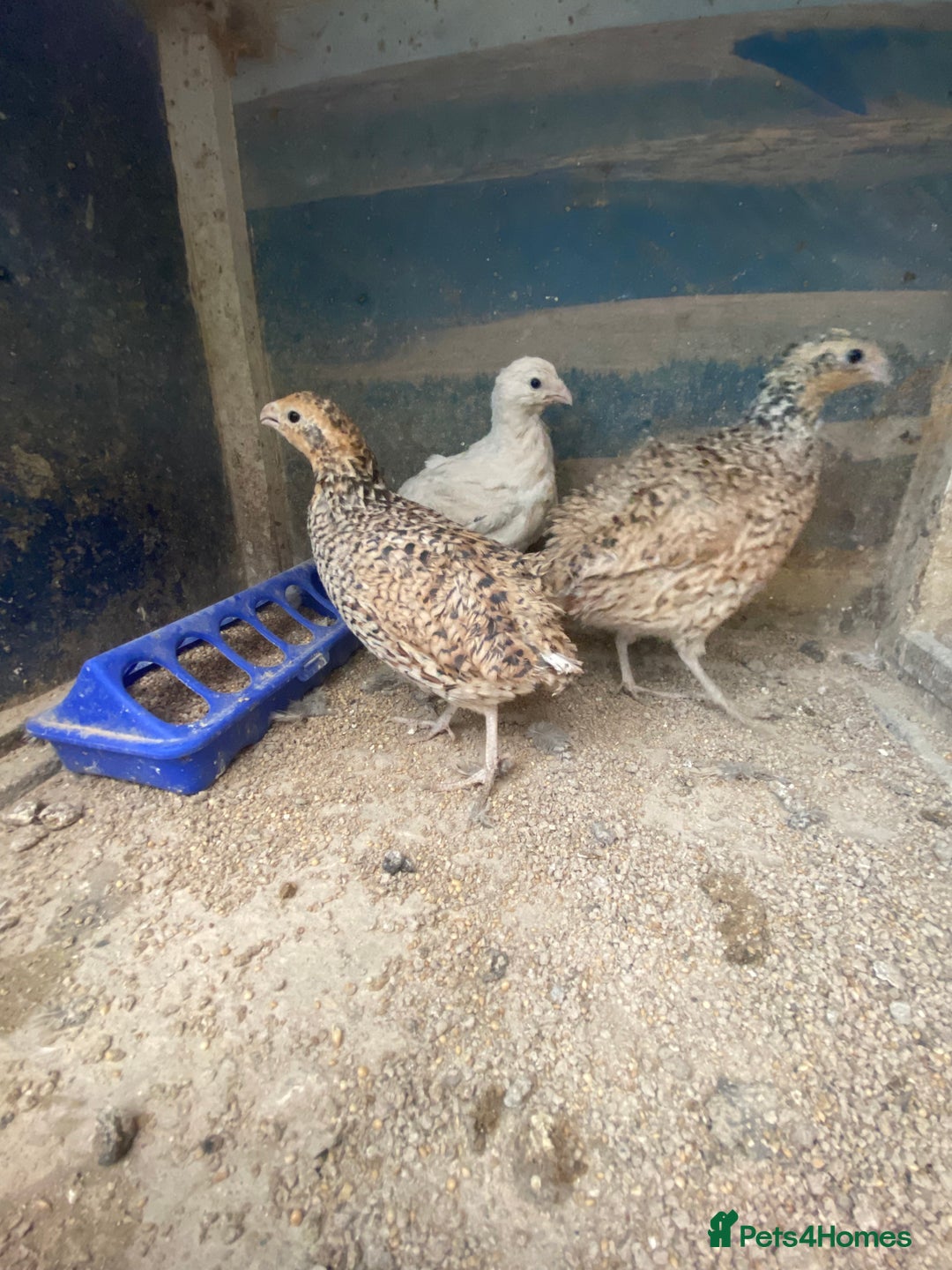 Chickens poultry for sale: Beautiful cock, Pigeon,Quail,H-egg,priceseparate  in Barking - Image 1