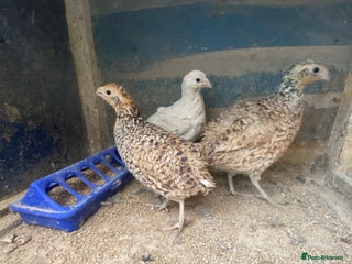 Chickens poultry in Barking - Advert 36