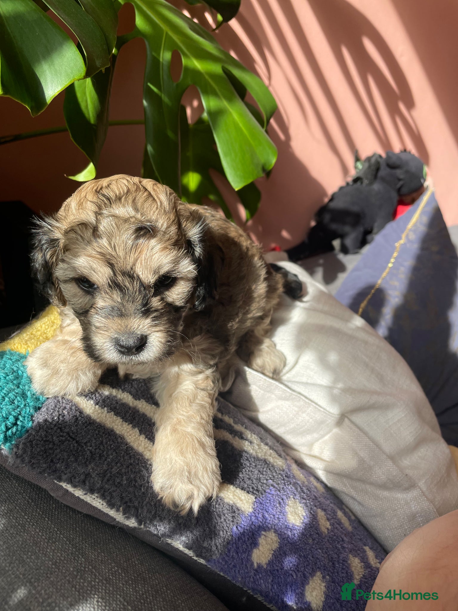 Cavapoochon dogs Only 2 boys remaining - Merle and Phantom  - Advert 1