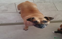 Mixed Breed dogs for sale: Pug cross staff and a bit of rottweiler  - Image 1
