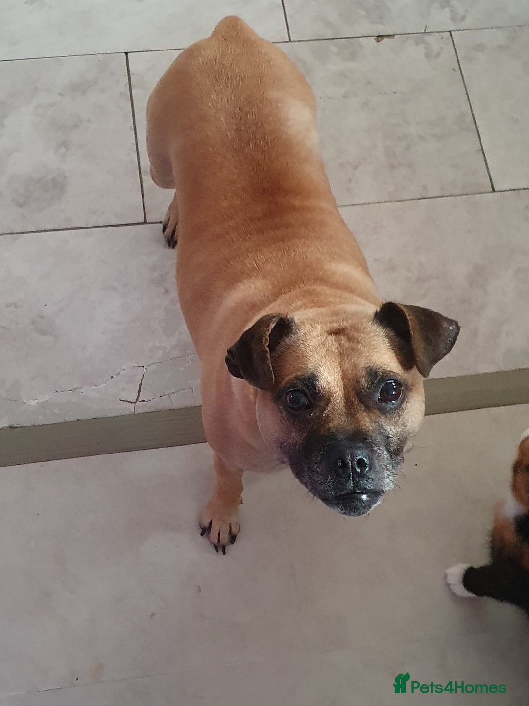 Mixed Breed dogs for sale: Pug cross staff and a bit of rottweiler  - Image 1